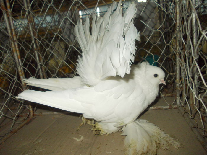 DSCN0381