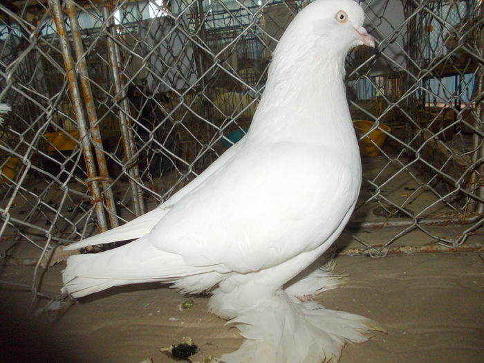 DSCN0387