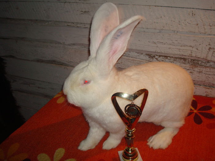 96 pct - Campion National 2014