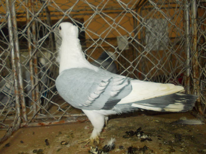 DSCN0439