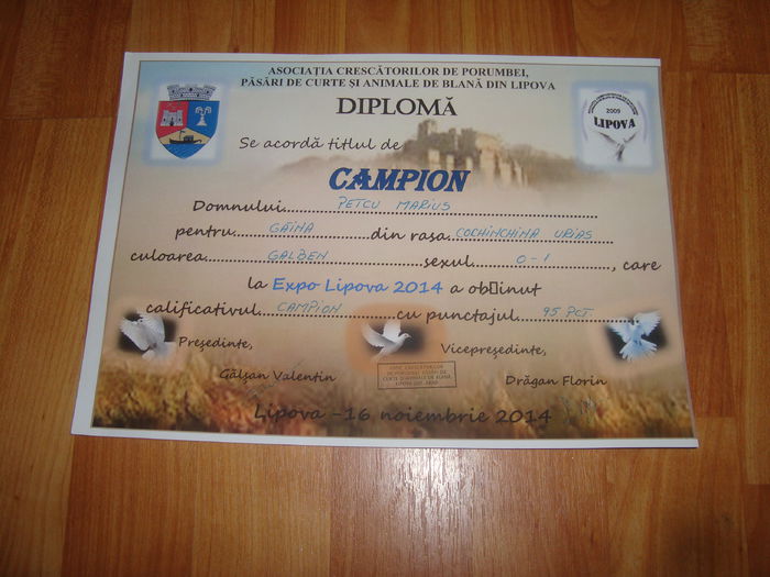 DSC07349 - Diplome expozitii