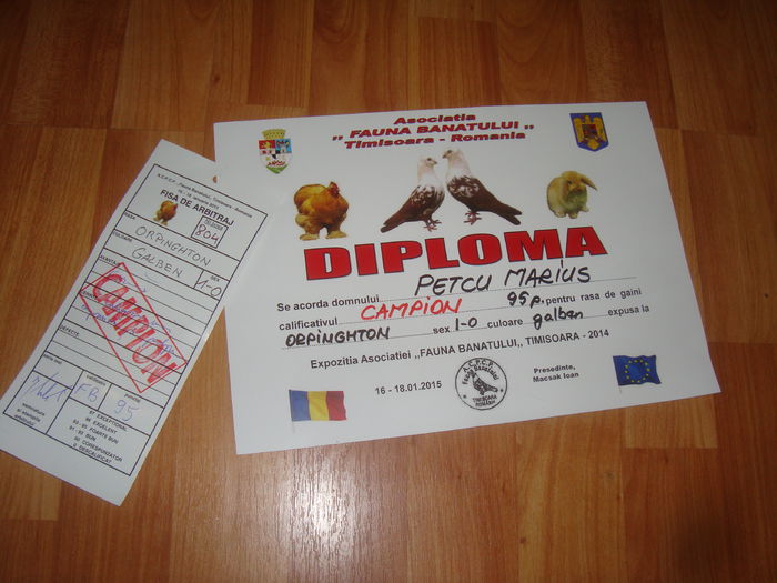 DSC07351 - Diplome expozitii