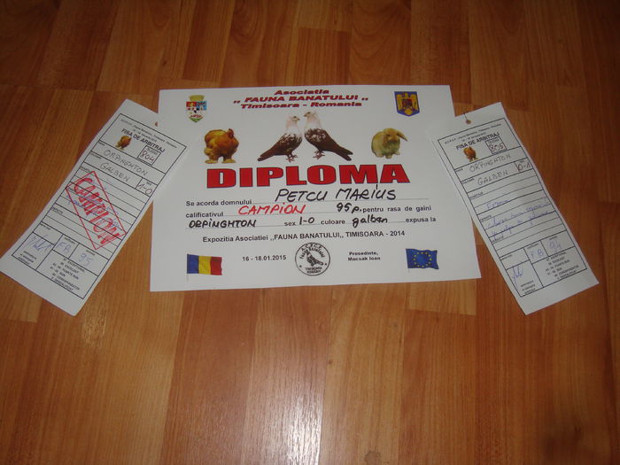 DSC07352 - Diplome expozitii