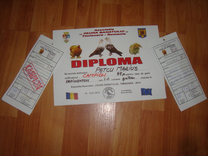 DSC07353 - Diplome expozitii