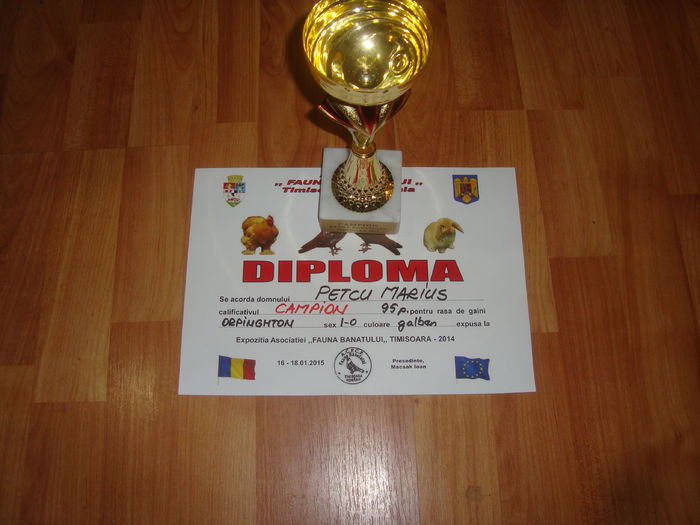 DSC07356 - Diplome expozitii