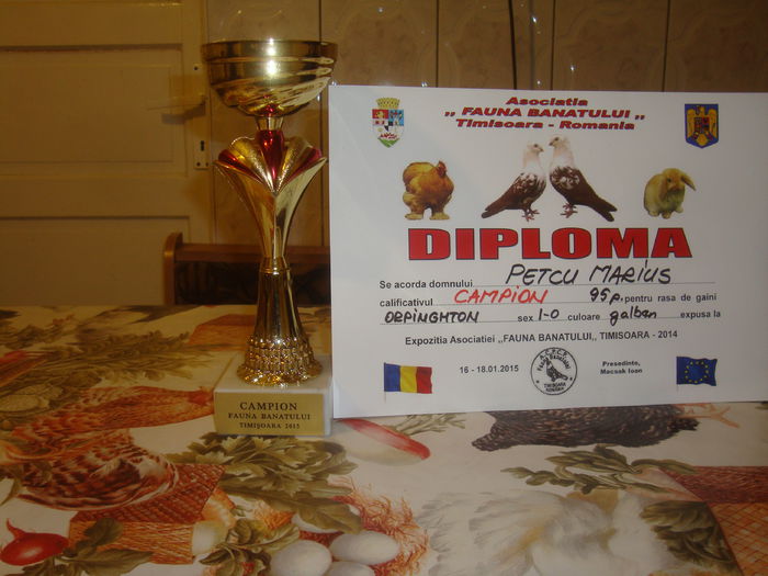 DSC07358 - Diplome expozitii