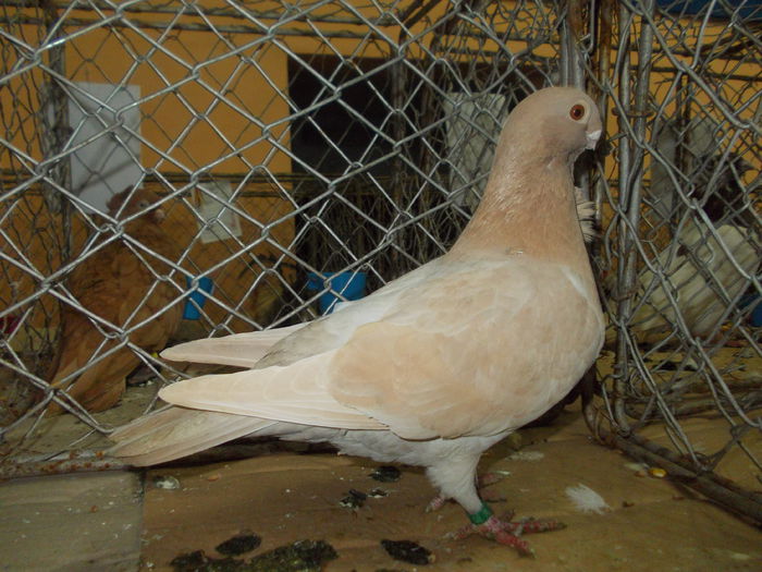 DSCN0453