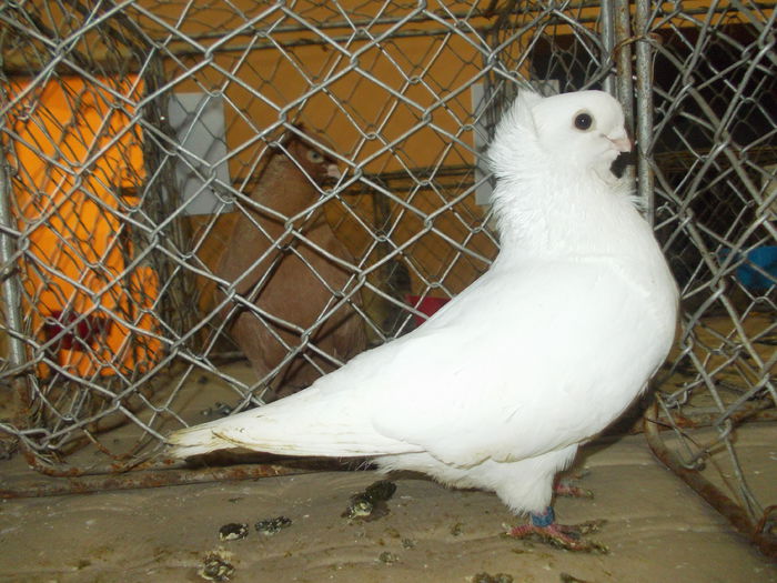 DSCN0454