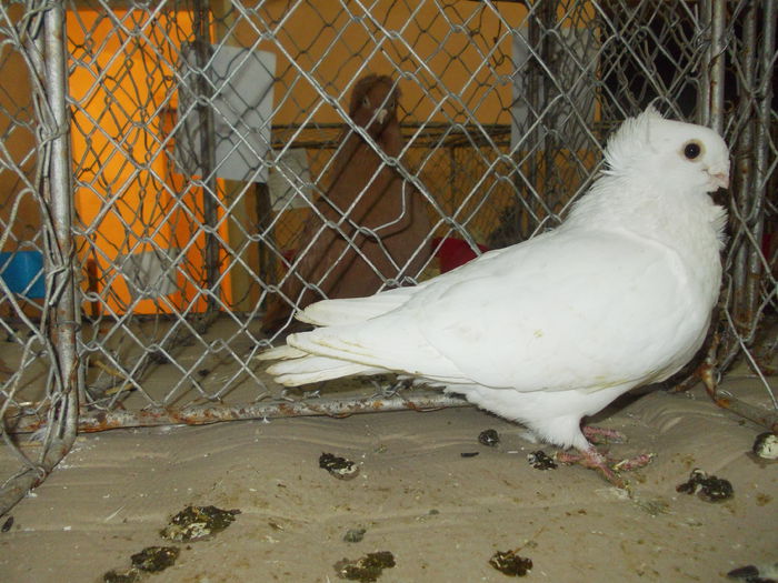 DSCN0455