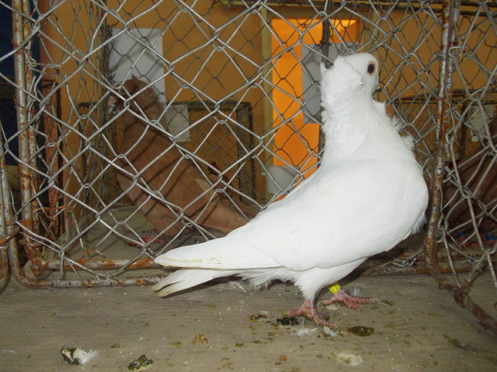 DSCN0458