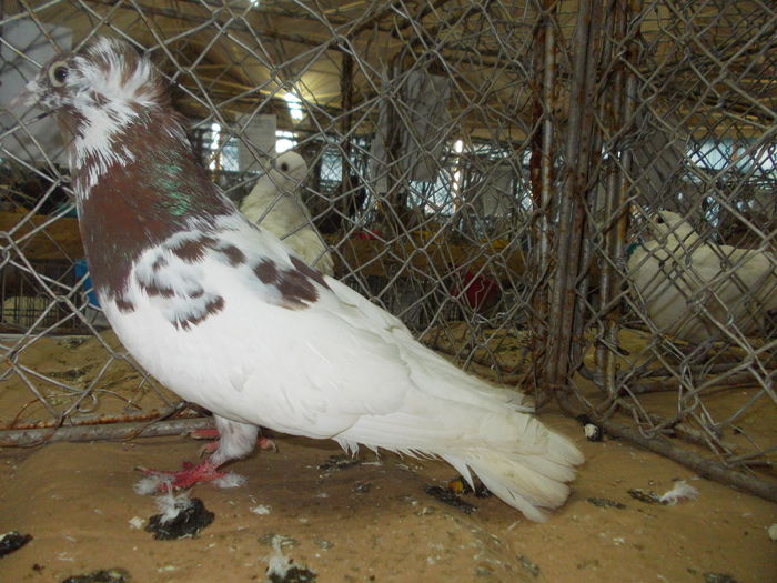 DSCN0466
