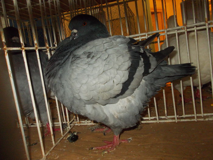 DSCN0530