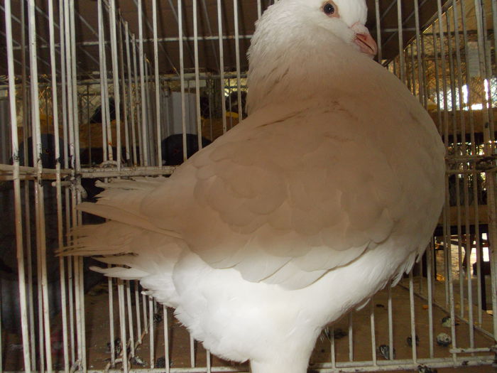 DSCN0532