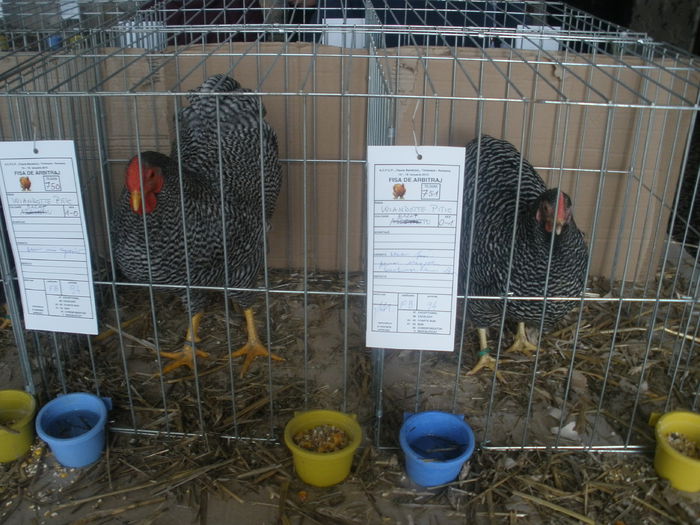 P1180113