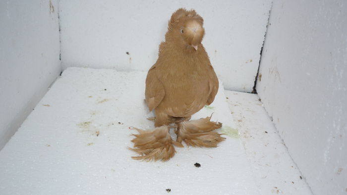 M 274 - Juc de Botosani 2014