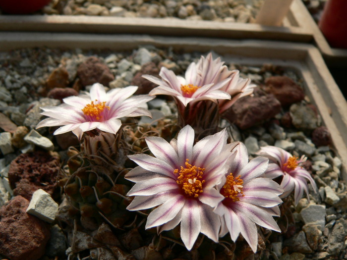 turbinicarpus_panarottoi - genul Turbinicarpus