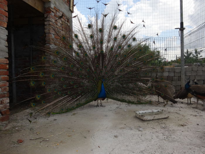 DSC01001; mascul si femela la 3 ani amandoi
