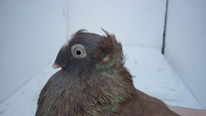 267 - Juc de Botosani 2014