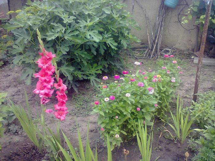UNU DIN ZMOCHINI SI FLORICELE