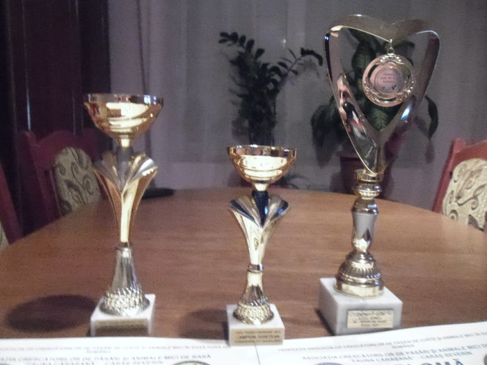 SAM_3593 - CAMPIONII MEI 2014-2015