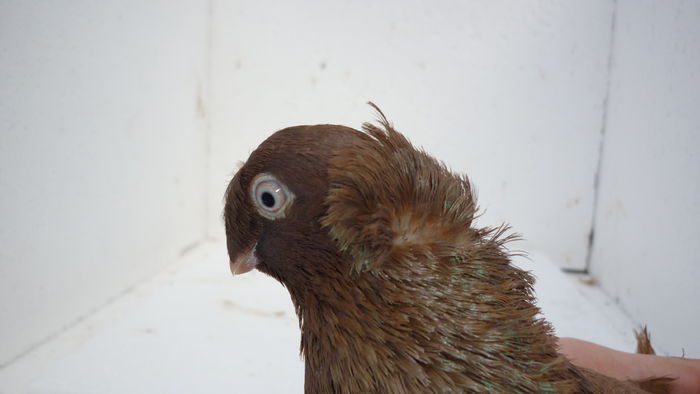 256 - Juc de Botosani 2014