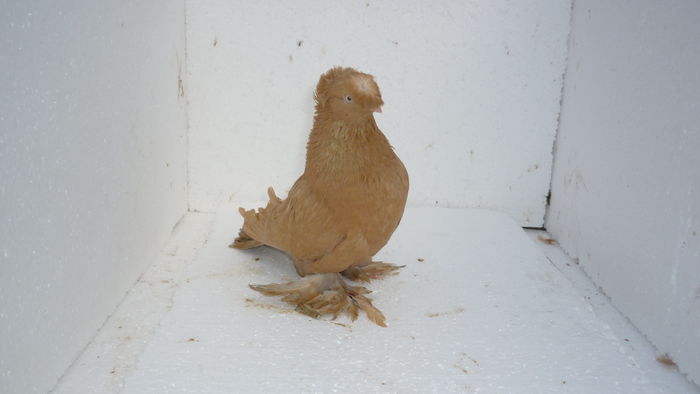 F 278 - Juc de Botosani 2014