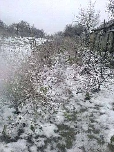 GRADINA IARNA