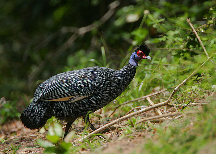 Guttera pucherani