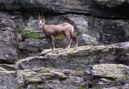 descărcare - 63-Fauna PIatra craiului