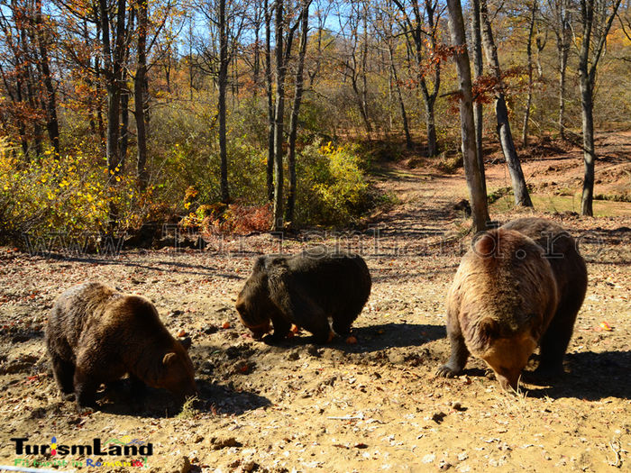 Rezervatia-de-ursi-Zarnesti