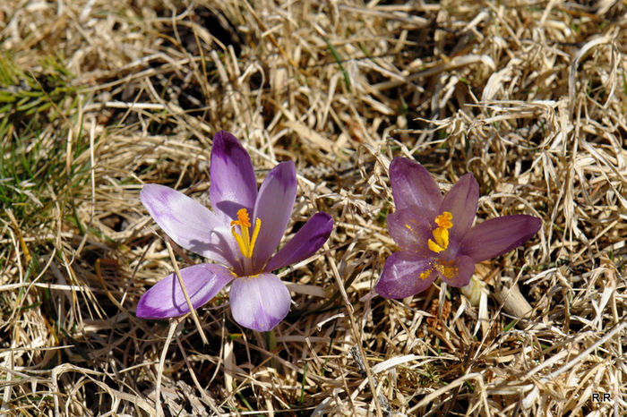 DSC03799 - 60-Flora Piatra Craiului