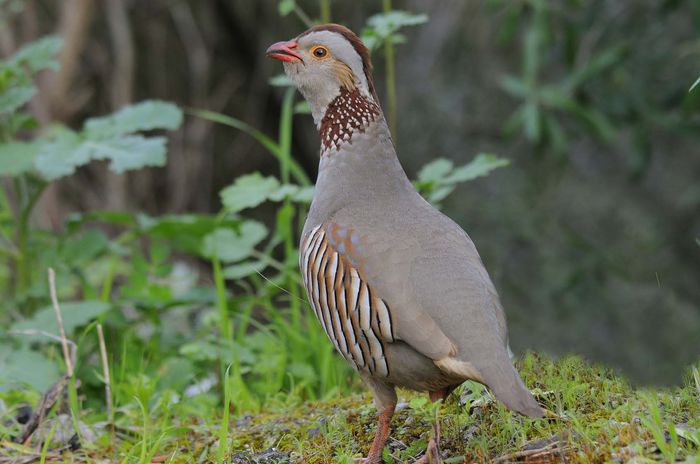 perdiz moruna