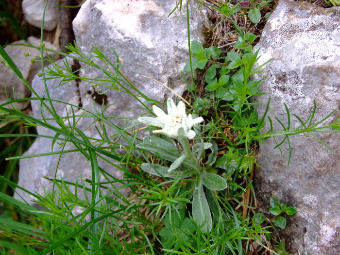 floare_de_colt_piatra_craiului_11 - 60-Flora Piatra Craiului