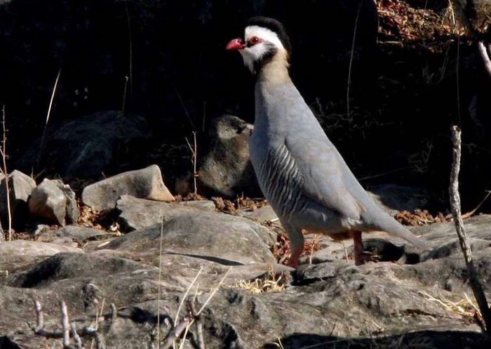 potarniche araba - potarnichi