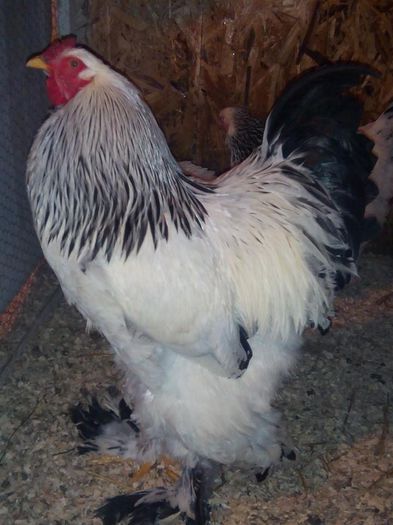 1511905_843583319032618_5094160914816237558_n