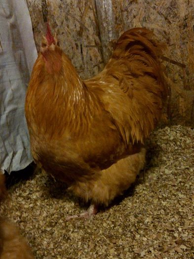 10917087_843583149032635_3072565156656556281_n