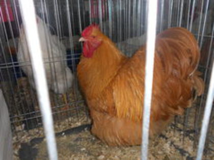 101669045_VWZTWYC3[1]