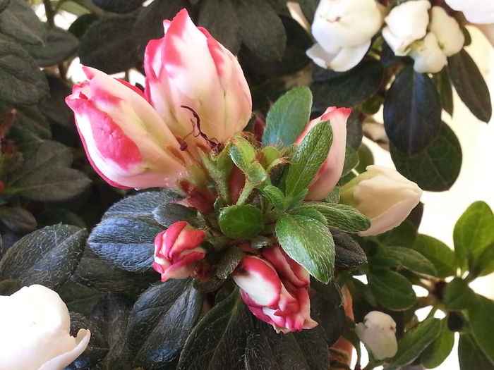 20140518_085324 - MAI IUNIE