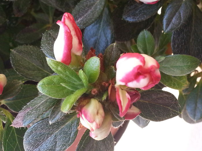 20140518_085419 - MAI IUNIE