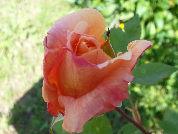 20140518_101749 - MAI IUNIE