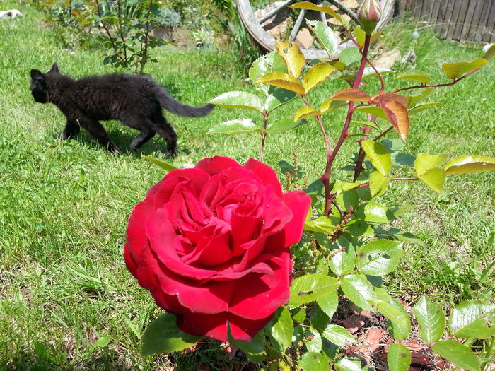 20140518_131927 - MAI IUNIE