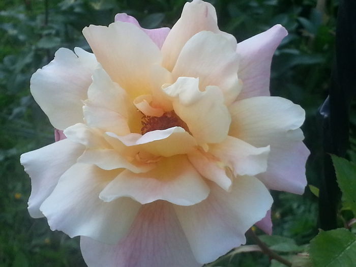 20140519_184618 - MAI IUNIE