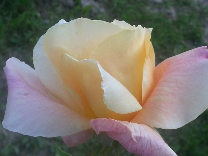 20140519_184647 - MAI IUNIE