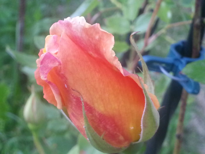 20140519_184705 - MAI IUNIE