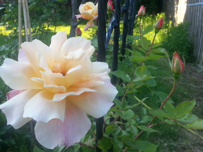 20140519_184722 - MAI IUNIE