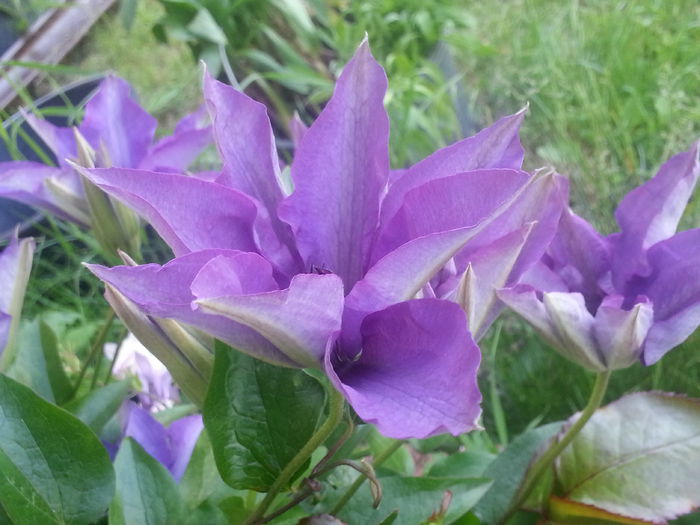 20140519_184856 - MAI IUNIE