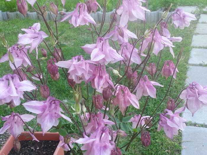 20140519_184909 - MAI IUNIE