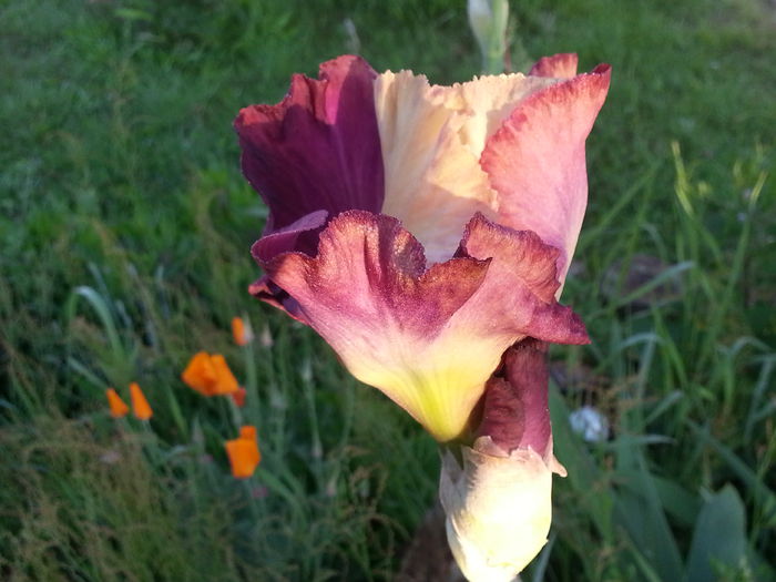 20140520_065323 - MAI IUNIE