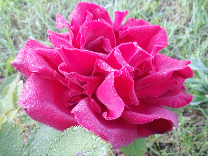 20140520_065537 - MAI IUNIE