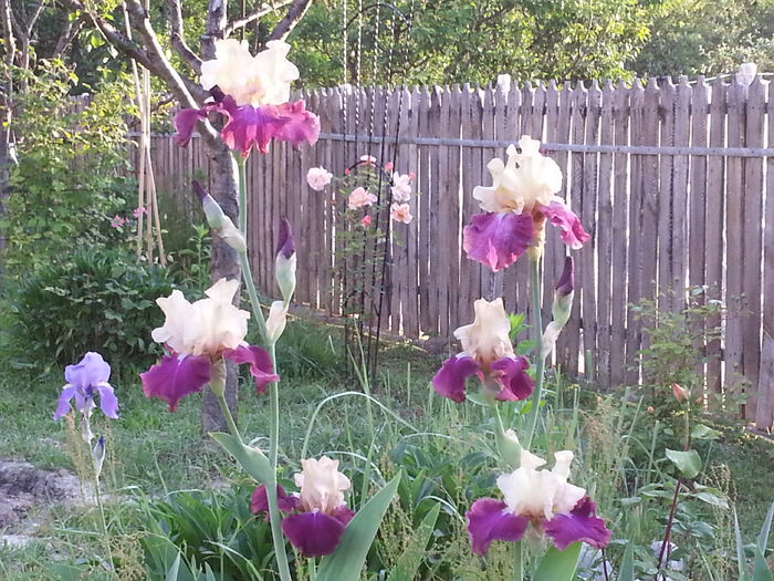 20140522_064627 - MAI IUNIE